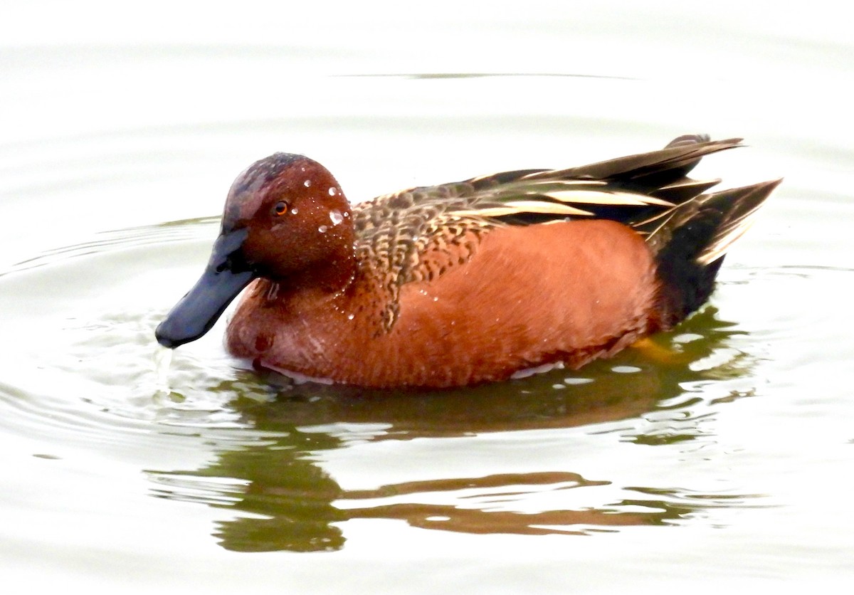 Cinnamon Teal - ML647192777
