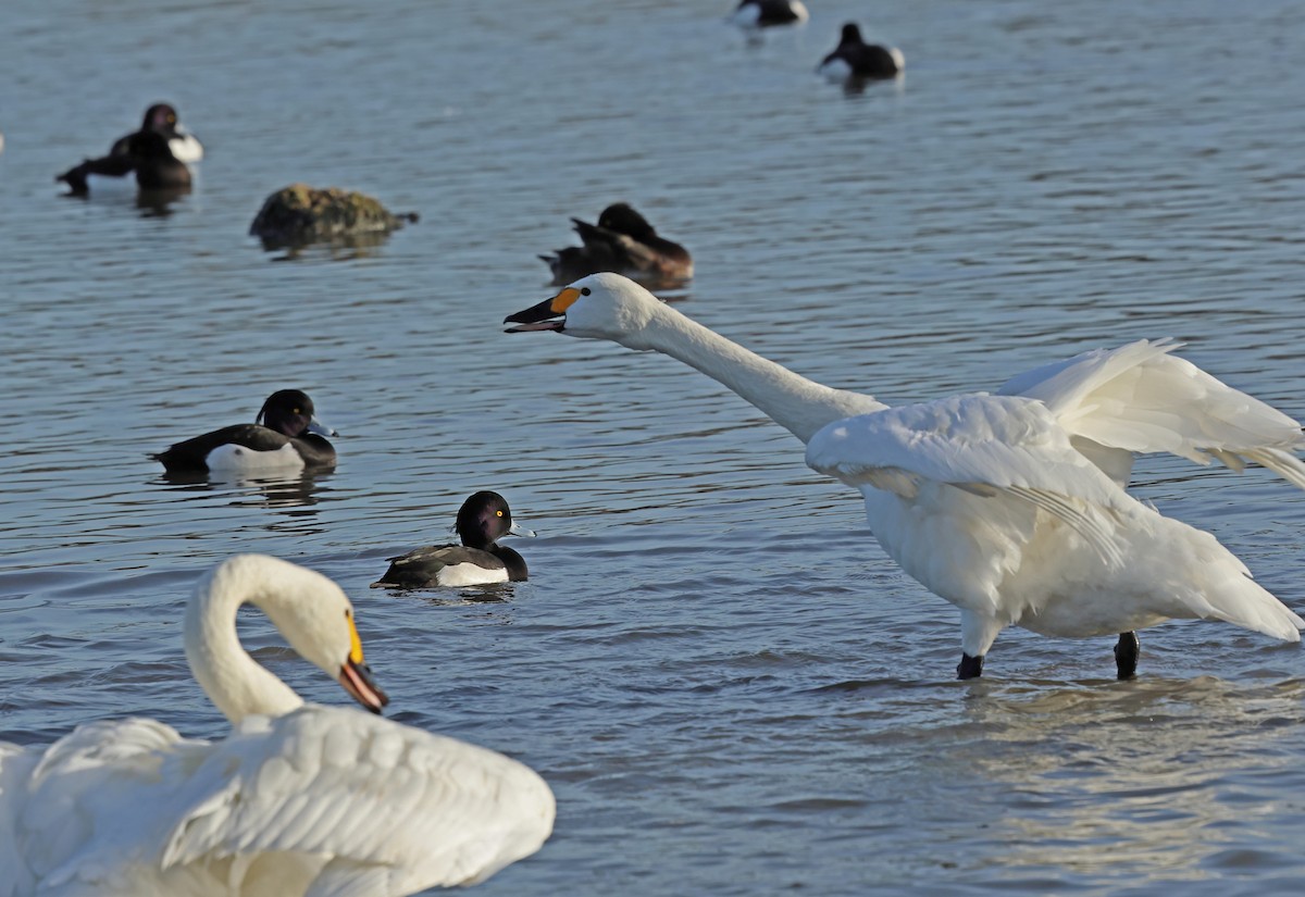 Tundra Swan - ML647192787