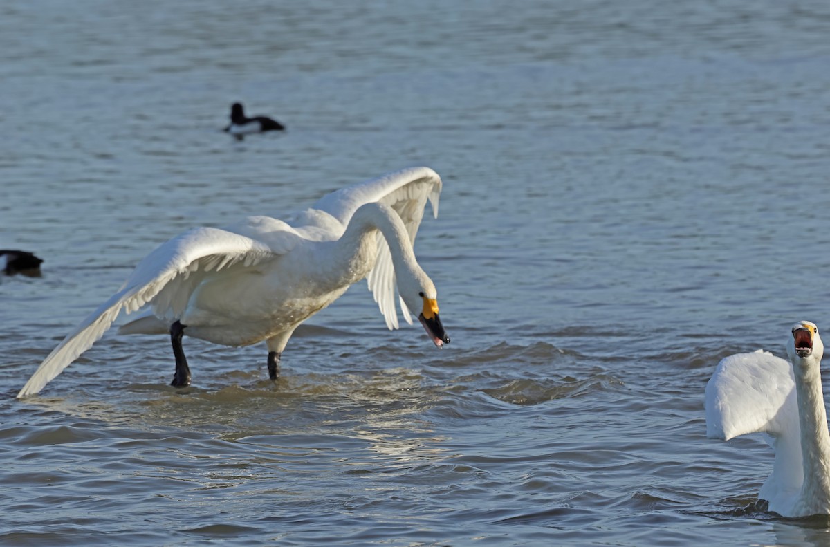 Tundra Swan - ML647192788