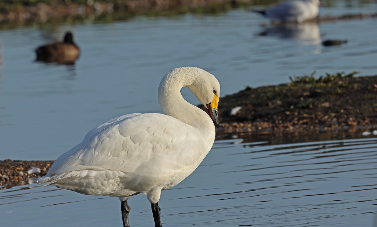 Tundra Swan - ML647192789