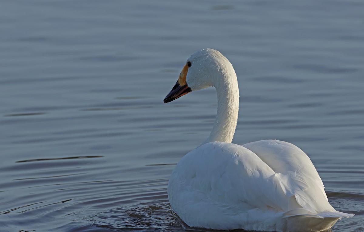 Tundra Swan - ML647192790
