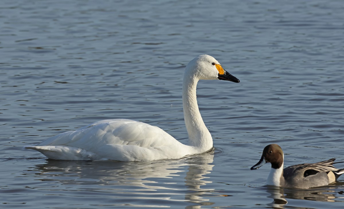 Tundra Swan - ML647192792
