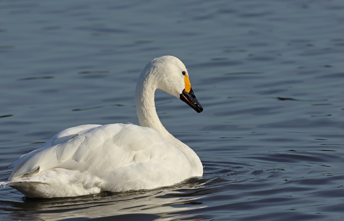 Tundra Swan - ML647192793