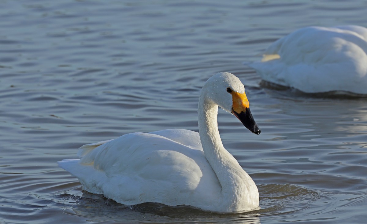 Tundra Swan - ML647192794