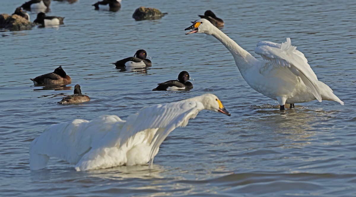 Tundra Swan - ML647192795