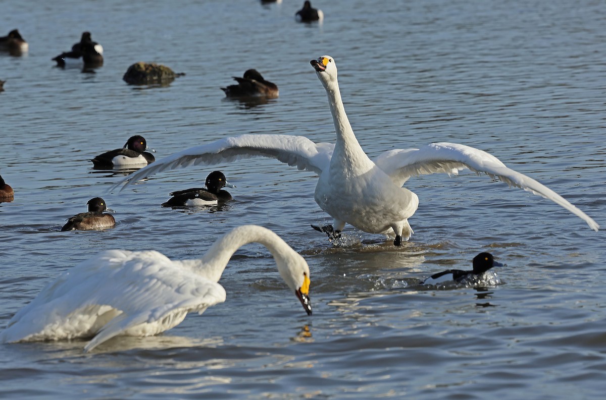 Tundra Swan - ML647192796