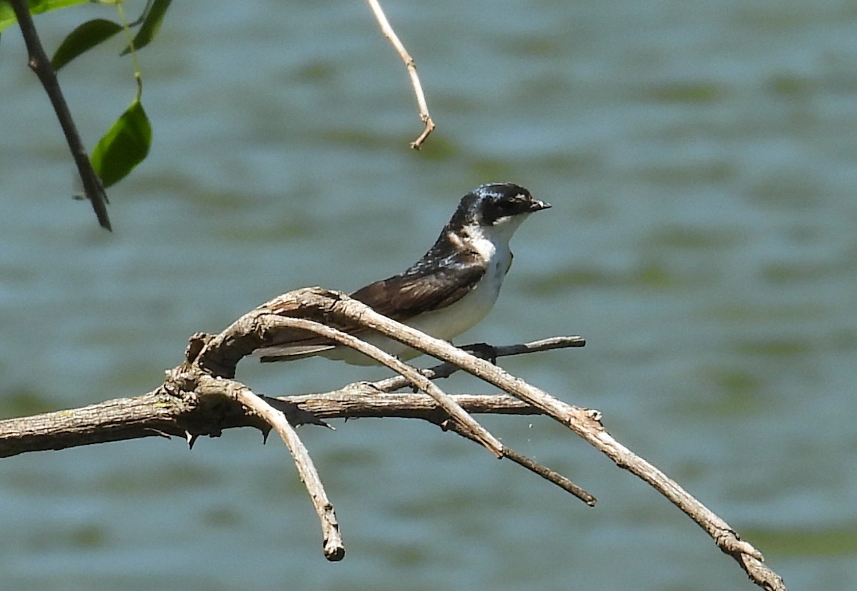 Белопоясничная ласточка - ML647192802