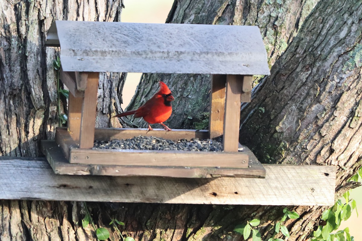 Northern Cardinal - ML647192803