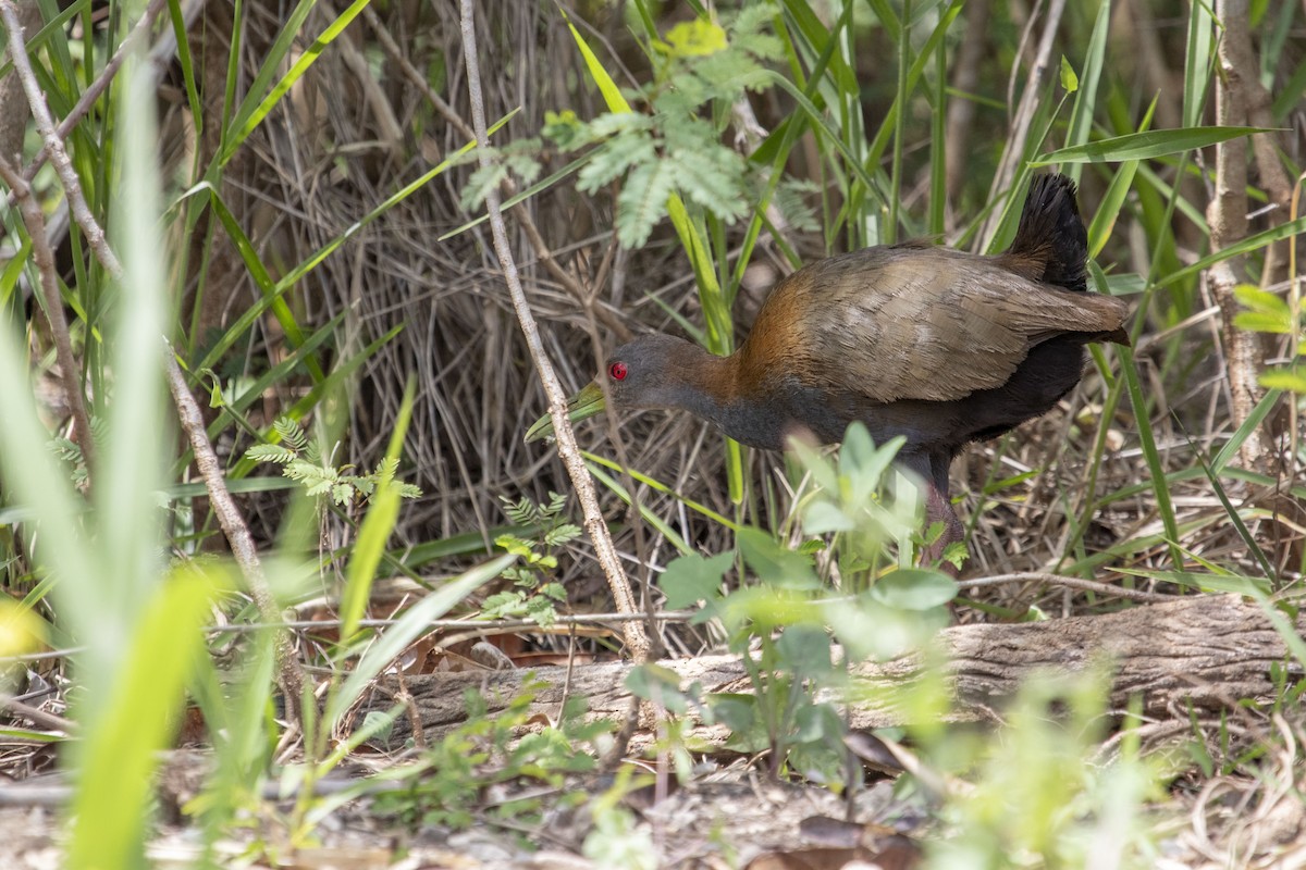 Slaty-breasted Wood-Rail - ML647192804