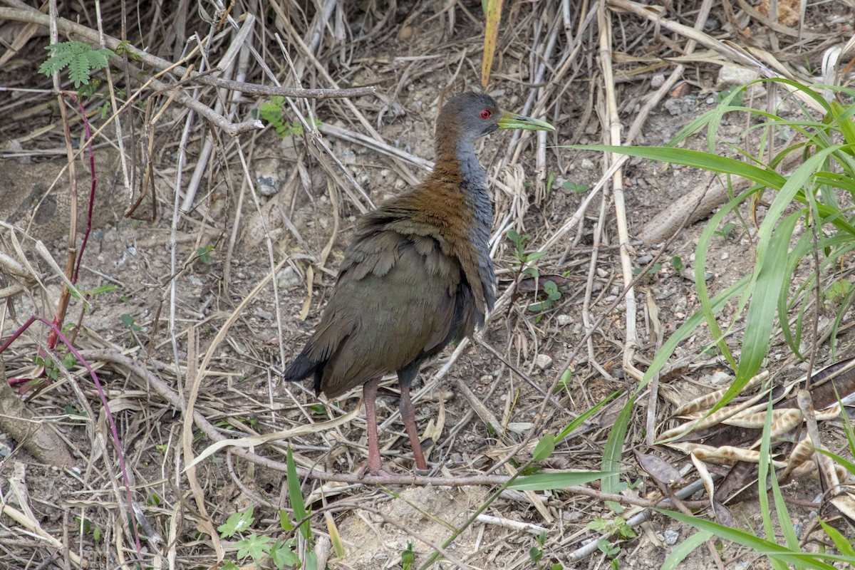 Slaty-breasted Wood-Rail - ML647192805