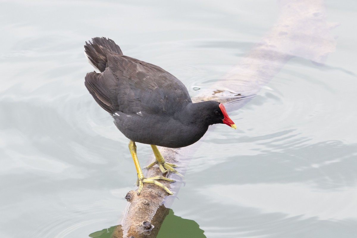 Common Gallinule - ML647192807