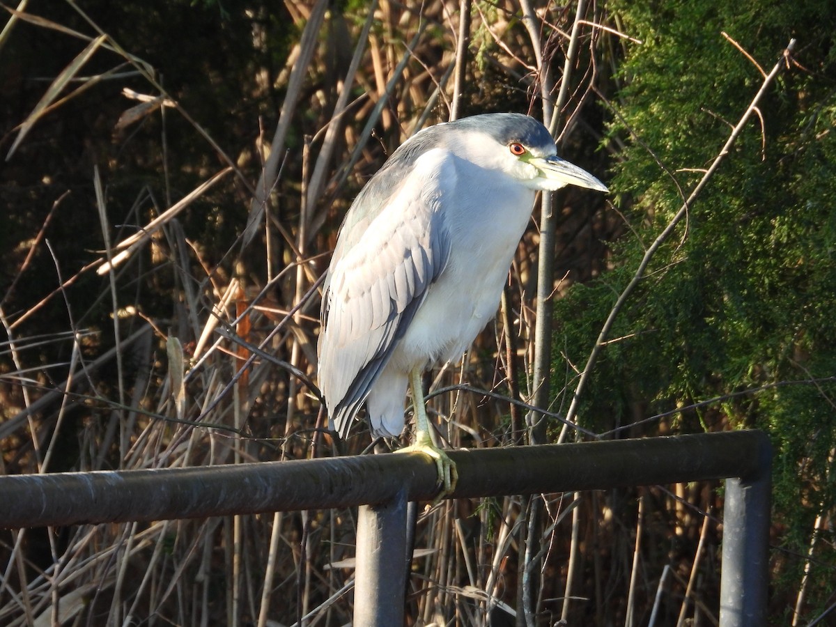 Black-crowned Night Heron - ML647192808