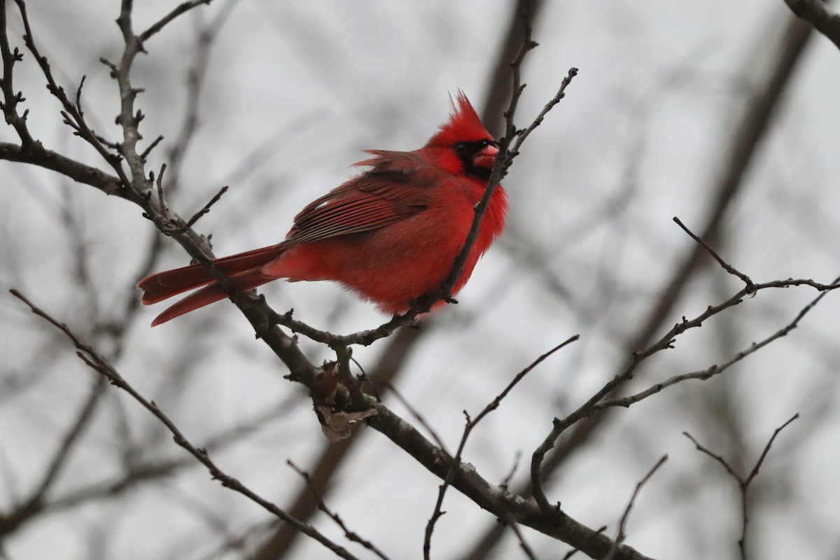 Northern Cardinal - ML647192809
