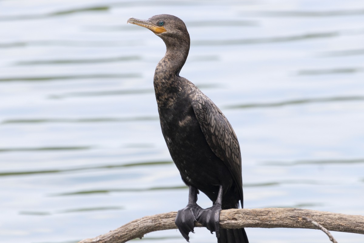 Neotropic Cormorant - ML647192810