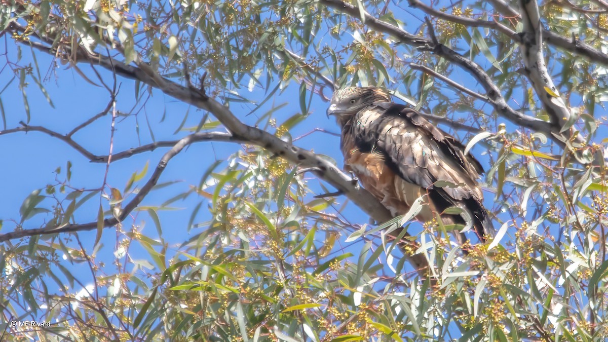 Milano Colicuadrado - ML647192811