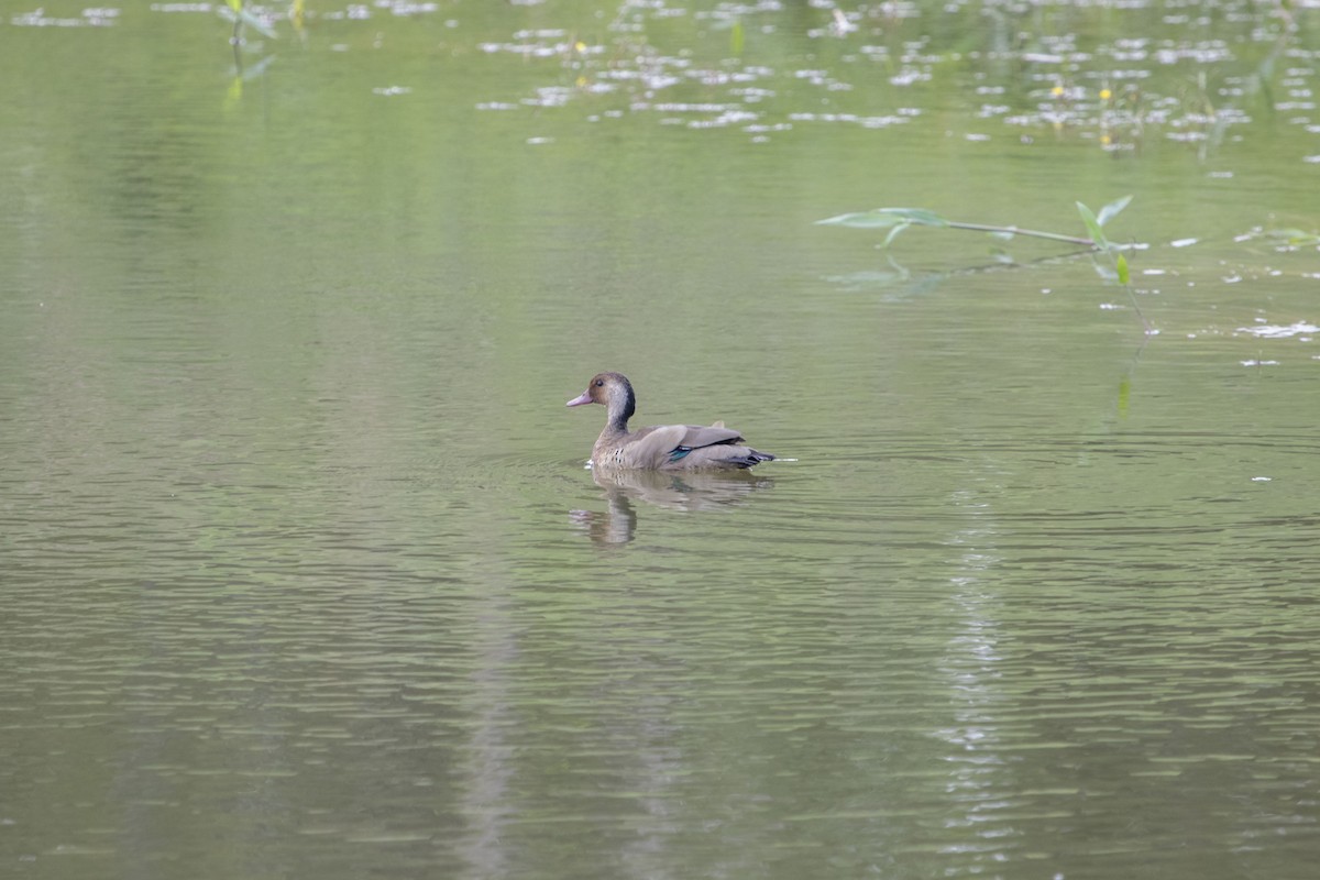 Brazilian Teal - ML647192816