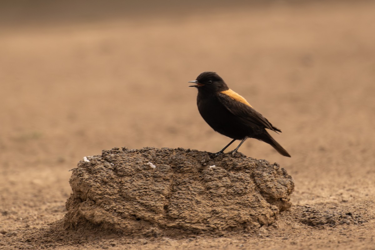 Andean Negrito - ML647192819