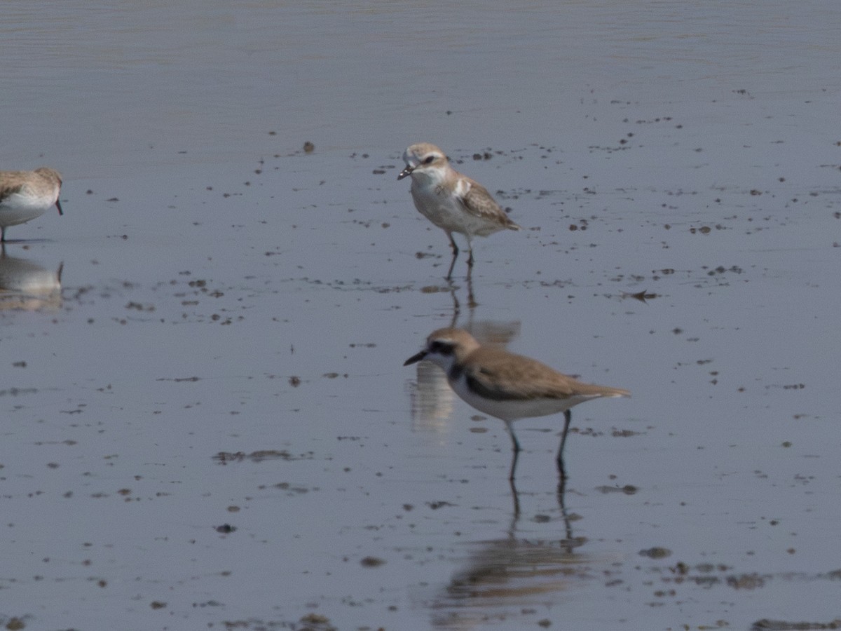 White-faced Plover - ML647192820