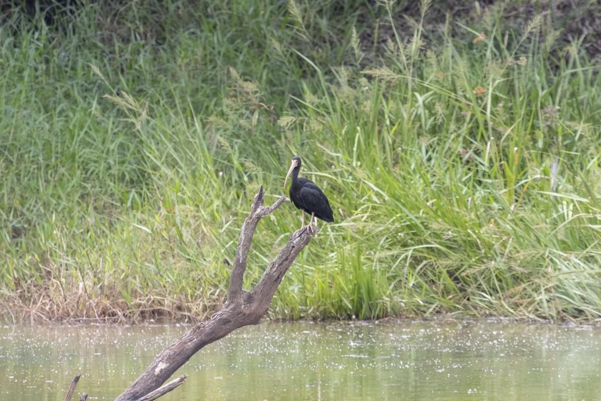 Bare-faced Ibis - ML647192821