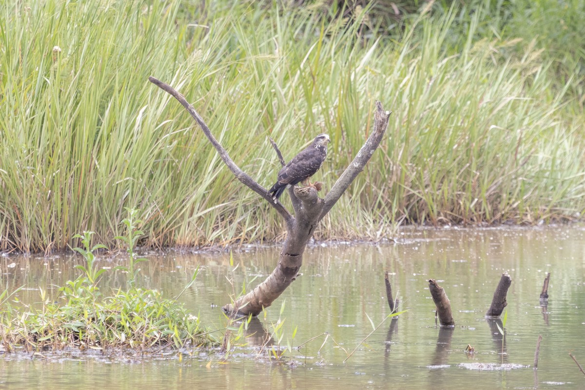 Snail Kite - ML647192822