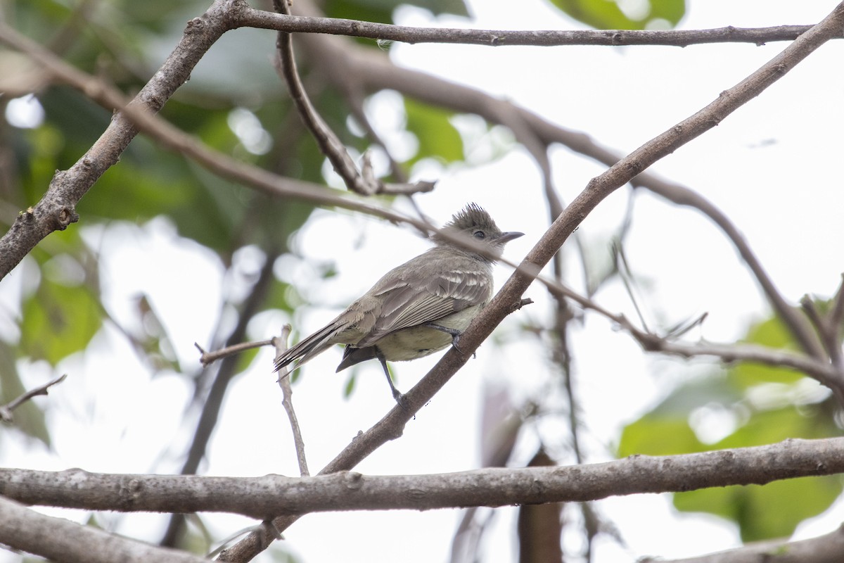 Large Elaenia - ML647192823