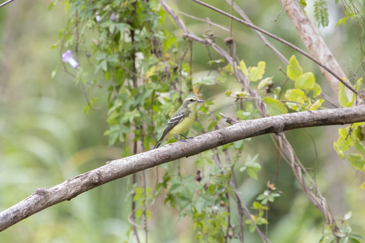 Yellow-browed Tyrant - ML647192825