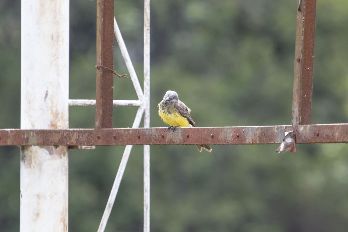 Tropical Kingbird - ML647192828