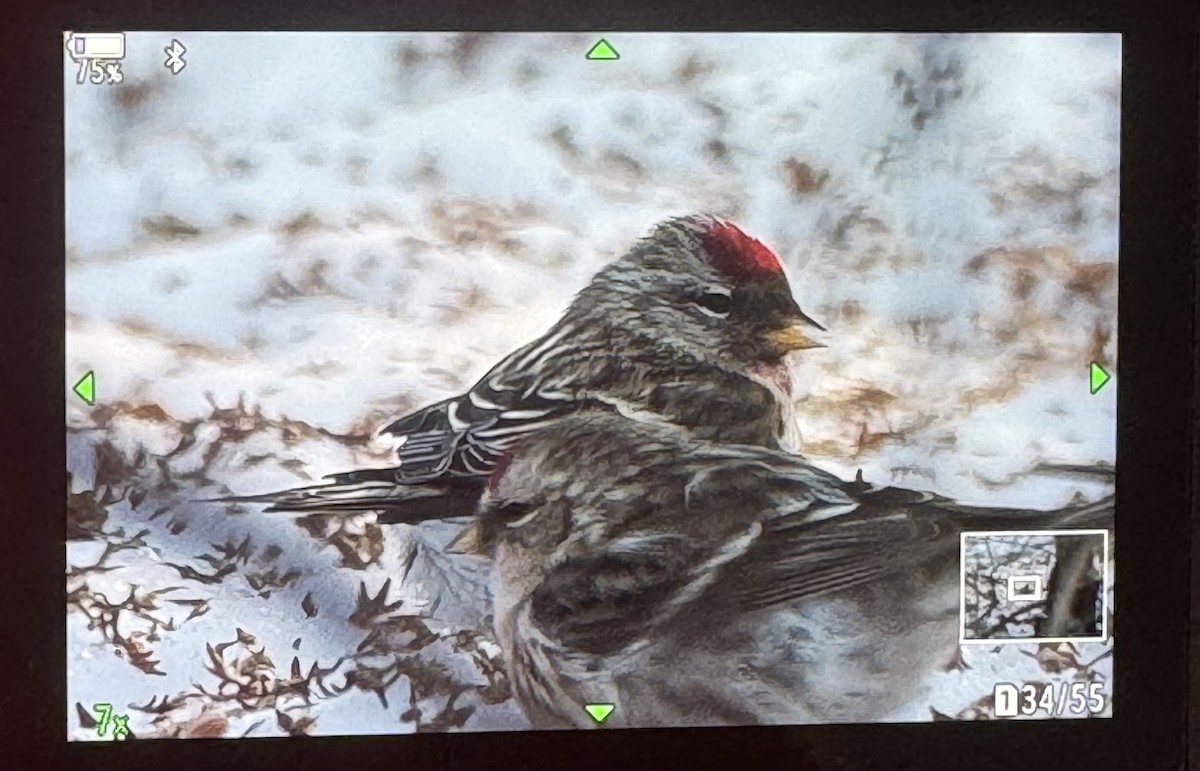 Redpoll - ML647192829