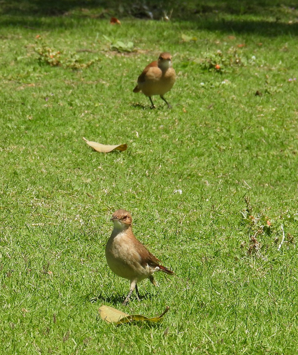 Rufous Hornero - ML647192831