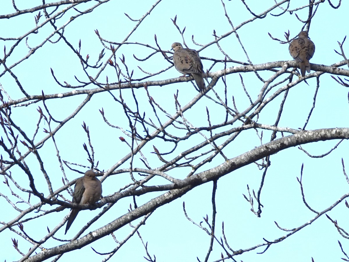 Mourning Dove - ML647192833