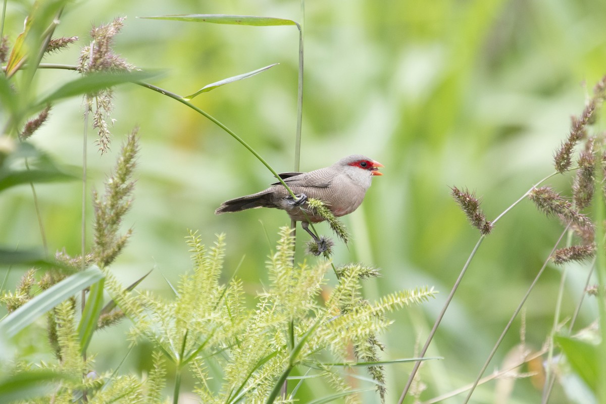Common Waxbill - ML647192835