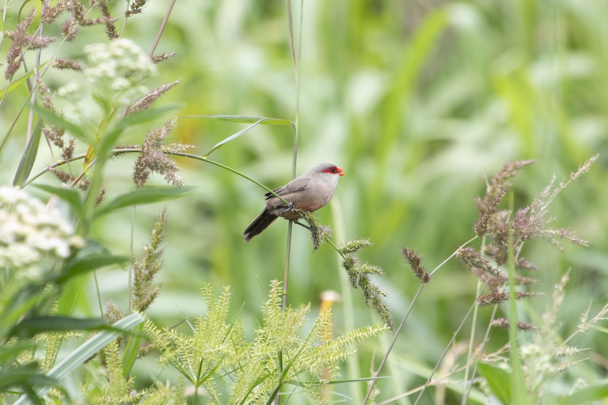 Common Waxbill - ML647192837