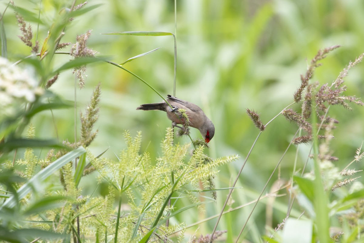 Common Waxbill - ML647192838
