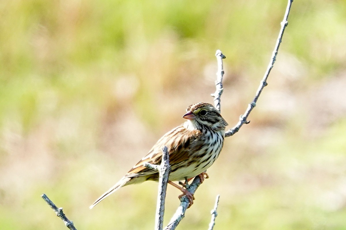 Savannah Sparrow - ML647192839