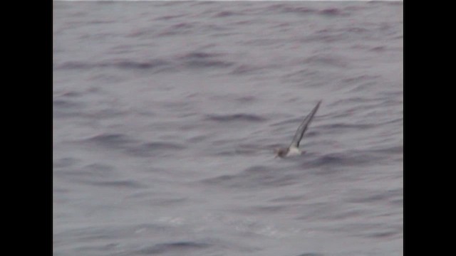 buřňák atlantský - ML647192840