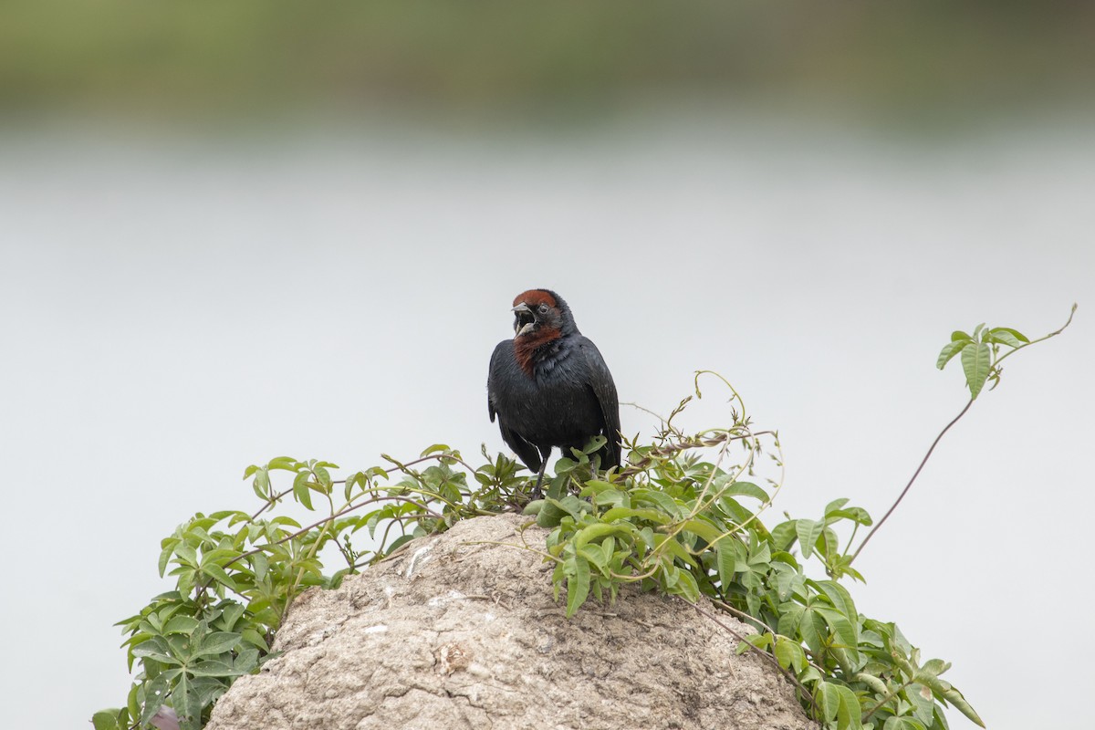 Chestnut-capped Blackbird - ML647192848