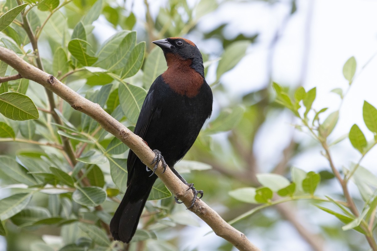 Chestnut-capped Blackbird - ML647192849
