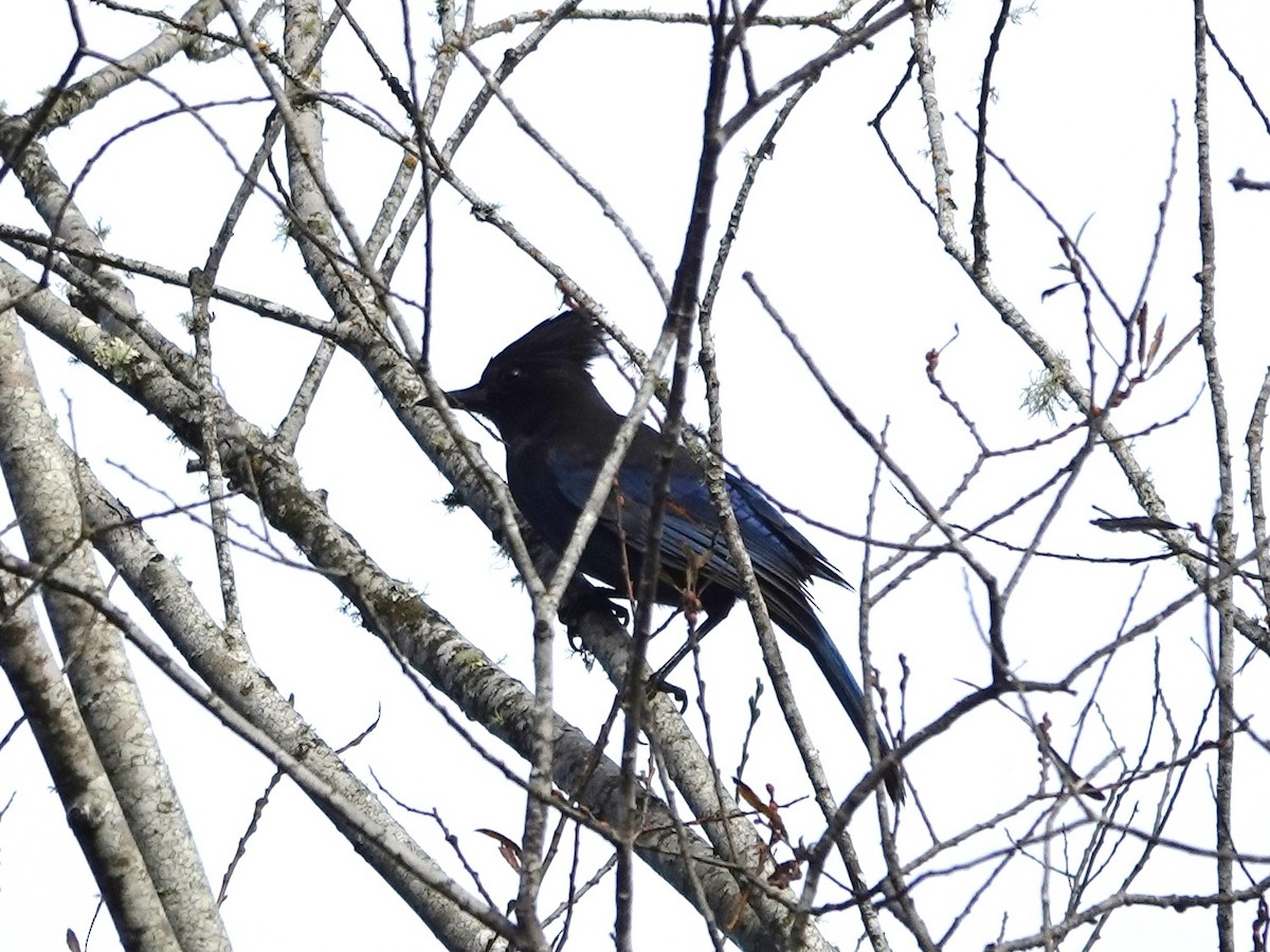 Steller Kargası - ML647192854