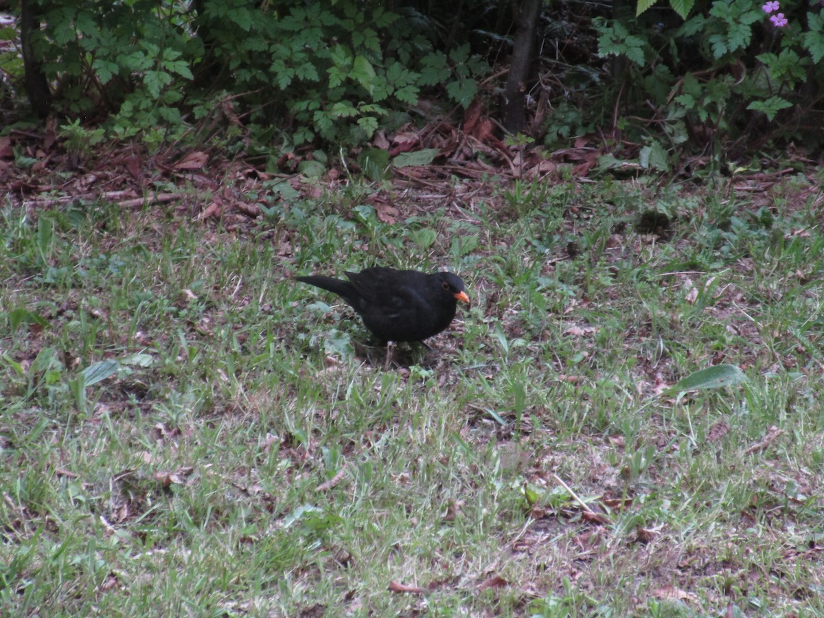 Eurasian Blackbird - ML647192855
