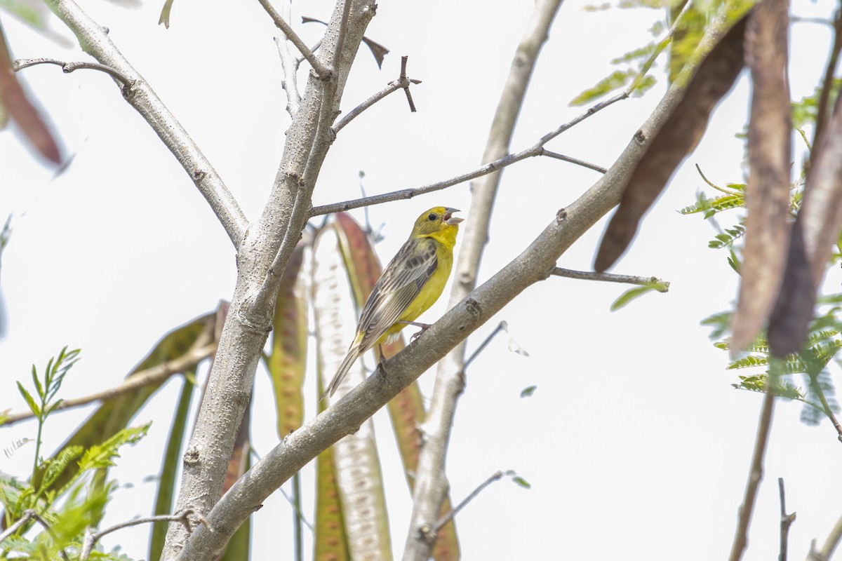 Grassland Yellow-Finch - ML647192860