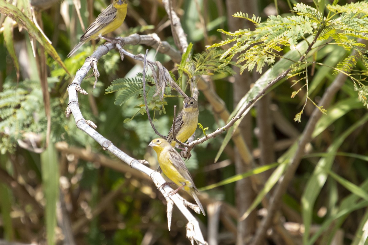 Grassland Yellow-Finch - ML647192861