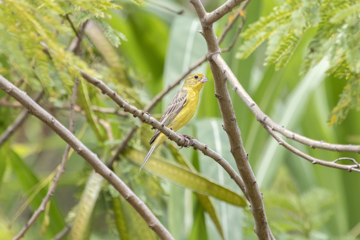 Grassland Yellow-Finch - ML647192862