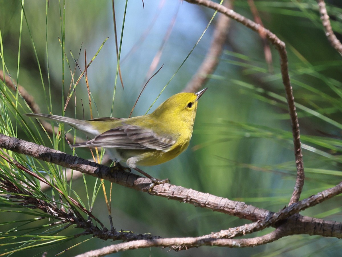 Kiefernwaldsänger - ML647192866