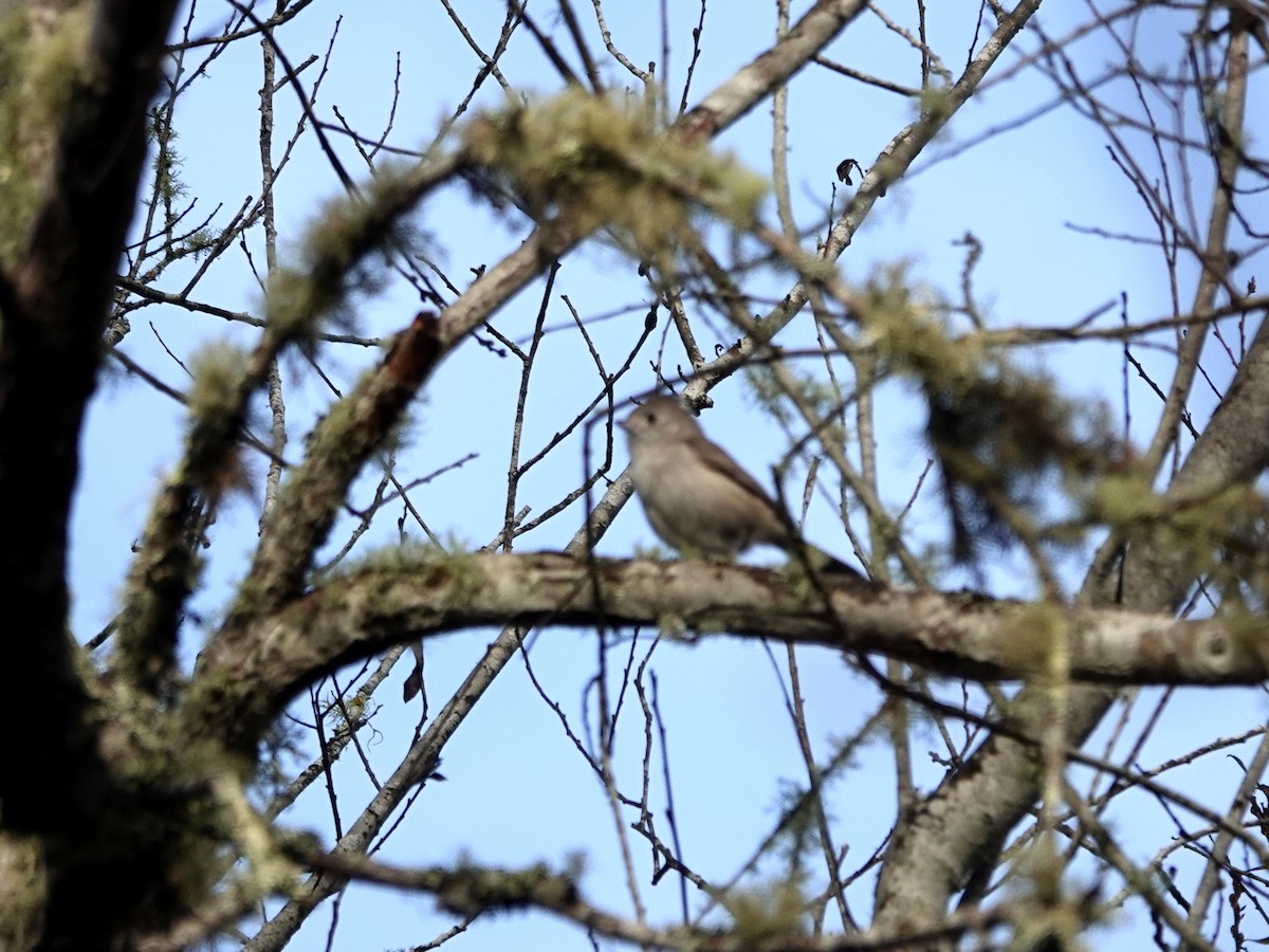 Oak Titmouse - ML647192867