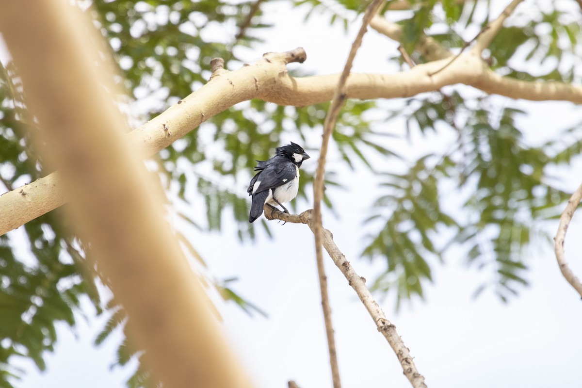 Lined Seedeater - ML647192870