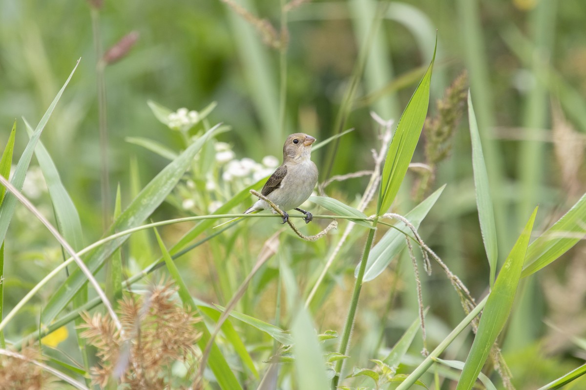 Lined Seedeater - ML647192871