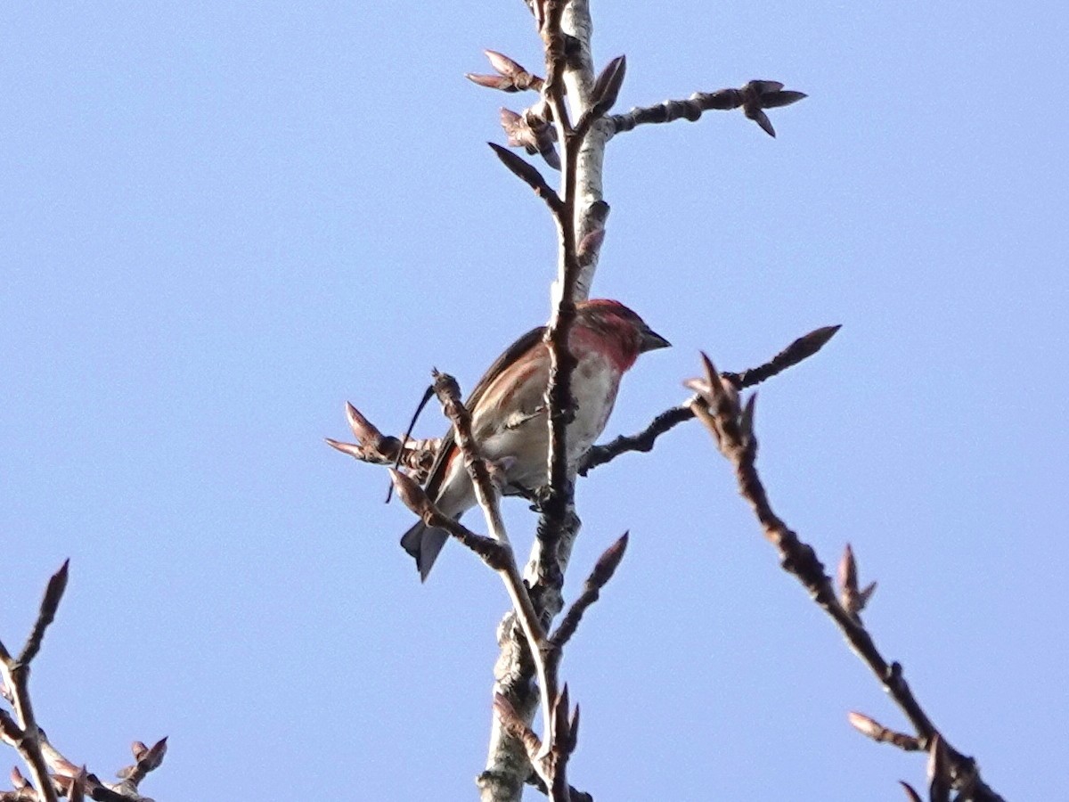 ムラサキマシコ - ML647192880