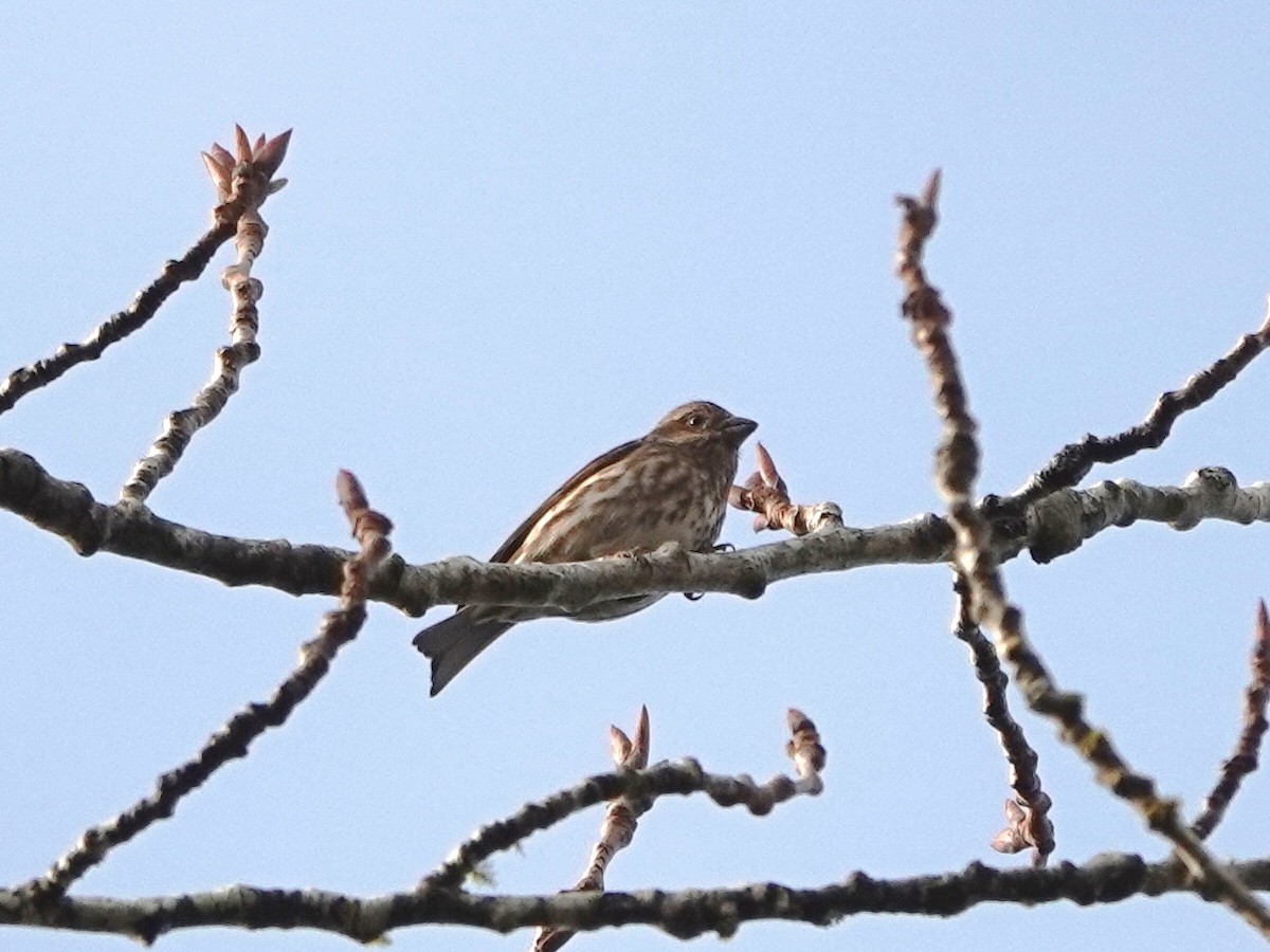 ムラサキマシコ - ML647192882