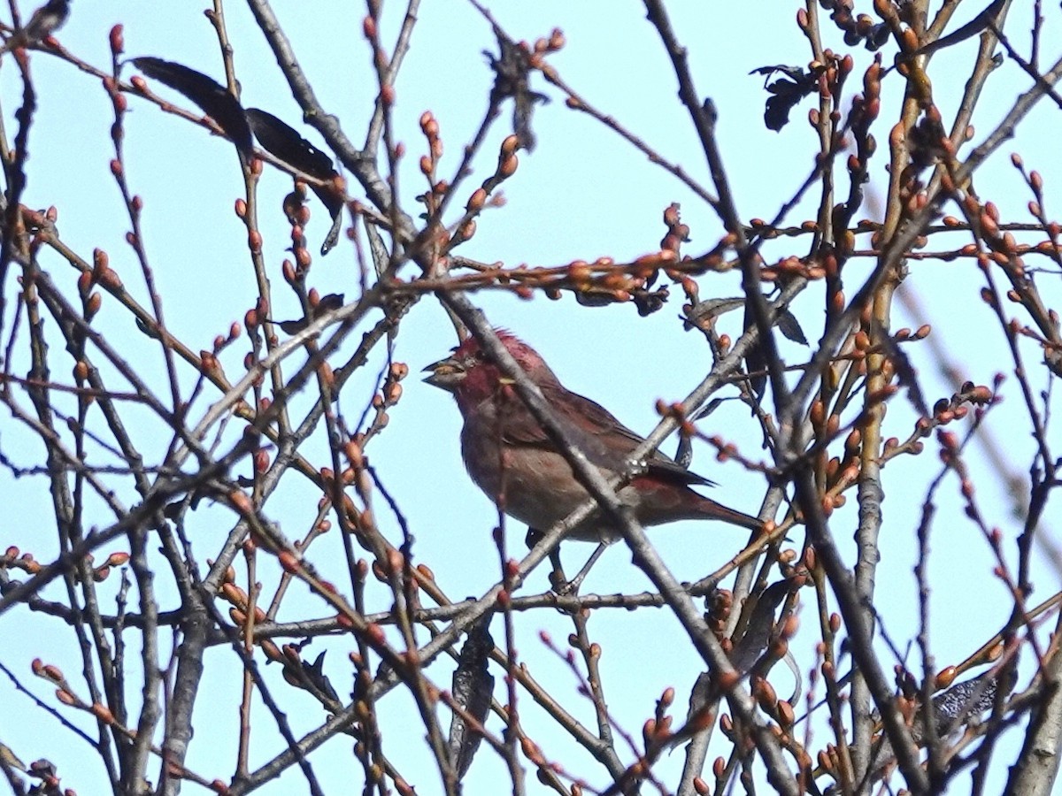 ムラサキマシコ - ML647192883