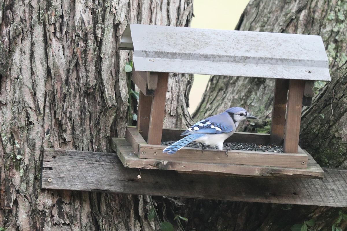 Blue Jay - ML647192886